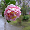 獅子咲き椿　1