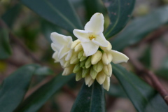 開花した沈丁花