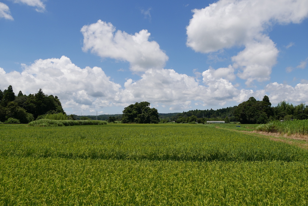 夏の田園