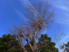 枯れ木と青空
