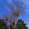 枯れ木と青空