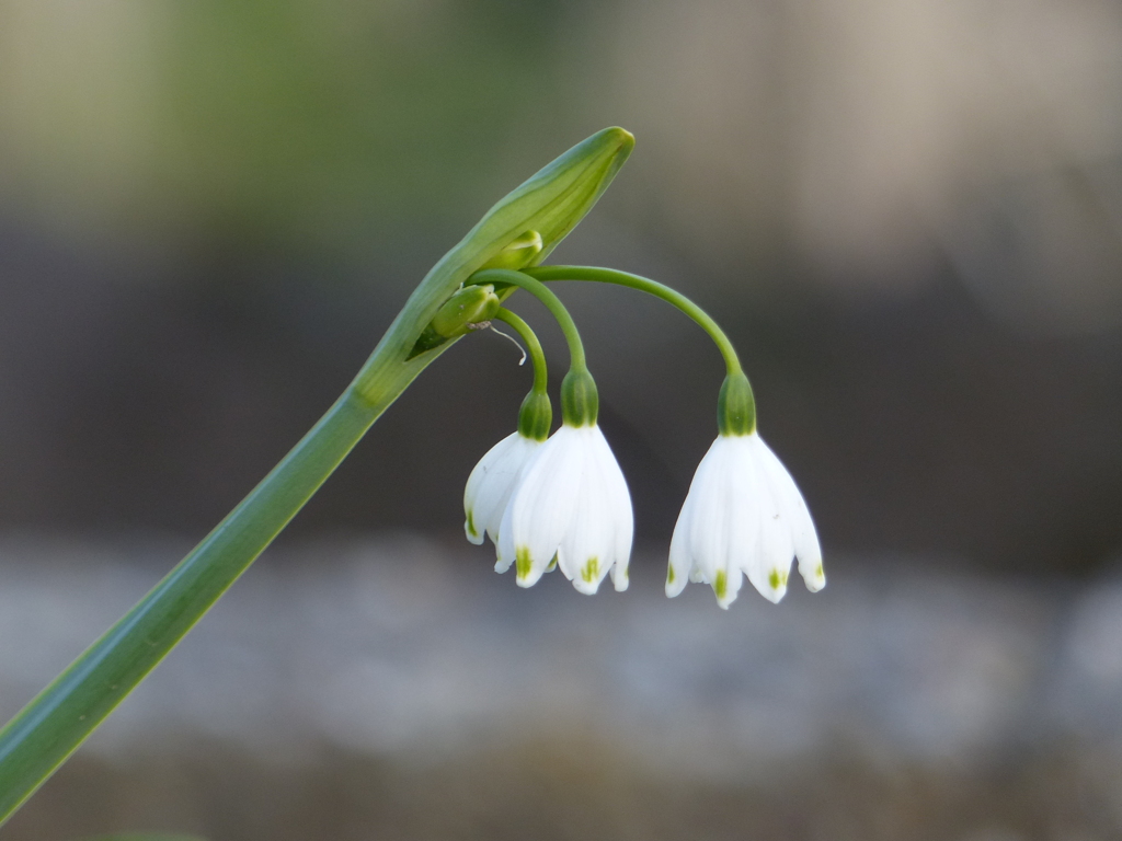 スノーフレーク