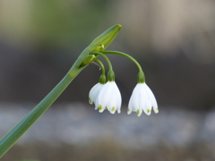 スノーフレーク