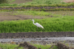 シラサギ