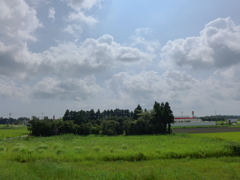林と雲
