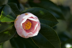 蕾