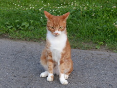 ご近所猫