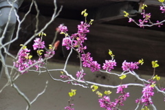 アメリカハナズオウ