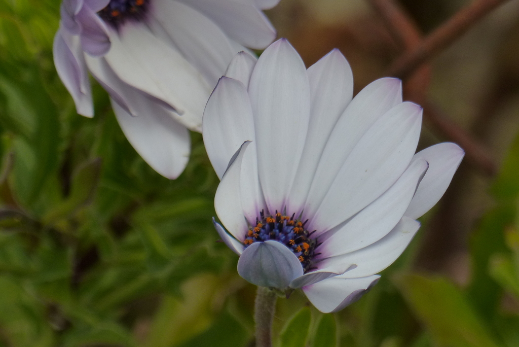 オステオスペルマム