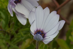 オステオスペルマム