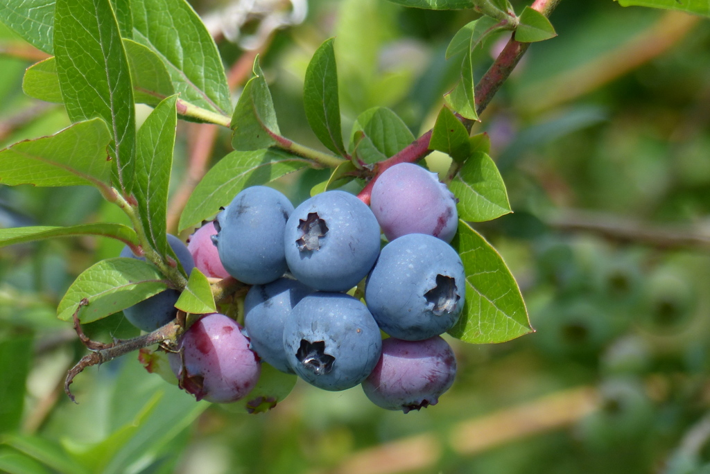 色付くブルーべリー