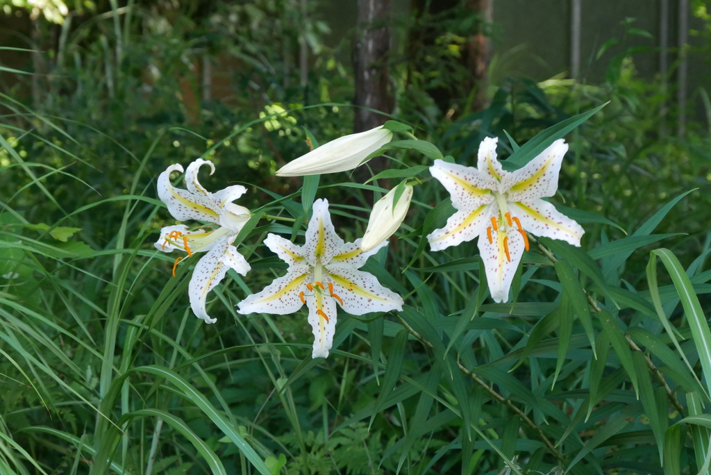 ヤマユリ3兄弟