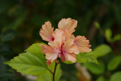 この花は？