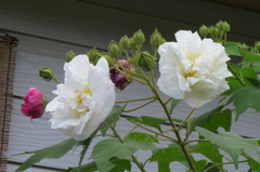 芙蓉