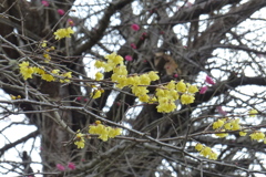蝋梅