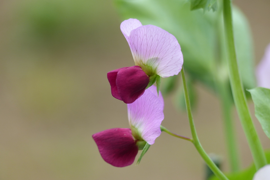 えんどう豆の花