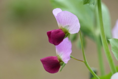 えんどう豆の花