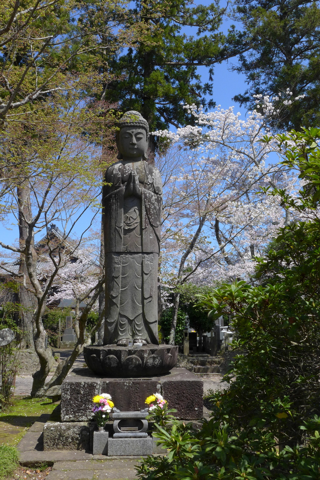 立像と桜