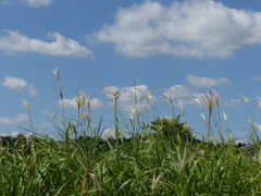 秋空とススキ
