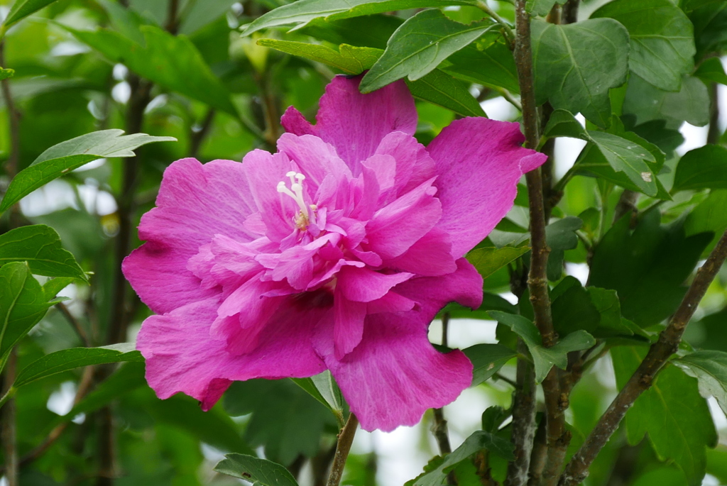 ピンクのムクゲ・八重咲き