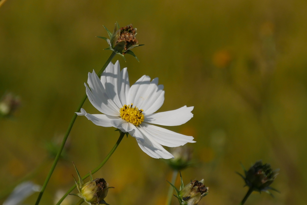 晩秋のコスモス