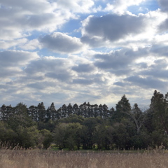 林と雲