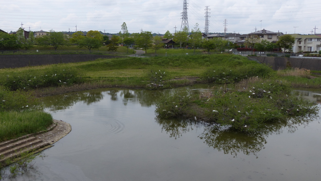 コロニー近況　全景