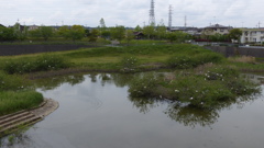 コロニー近況　全景