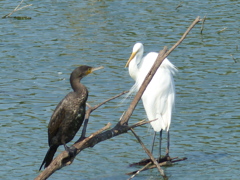 シラサギとカワウ