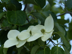 山法師