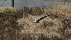 アオサギ飛翔　2