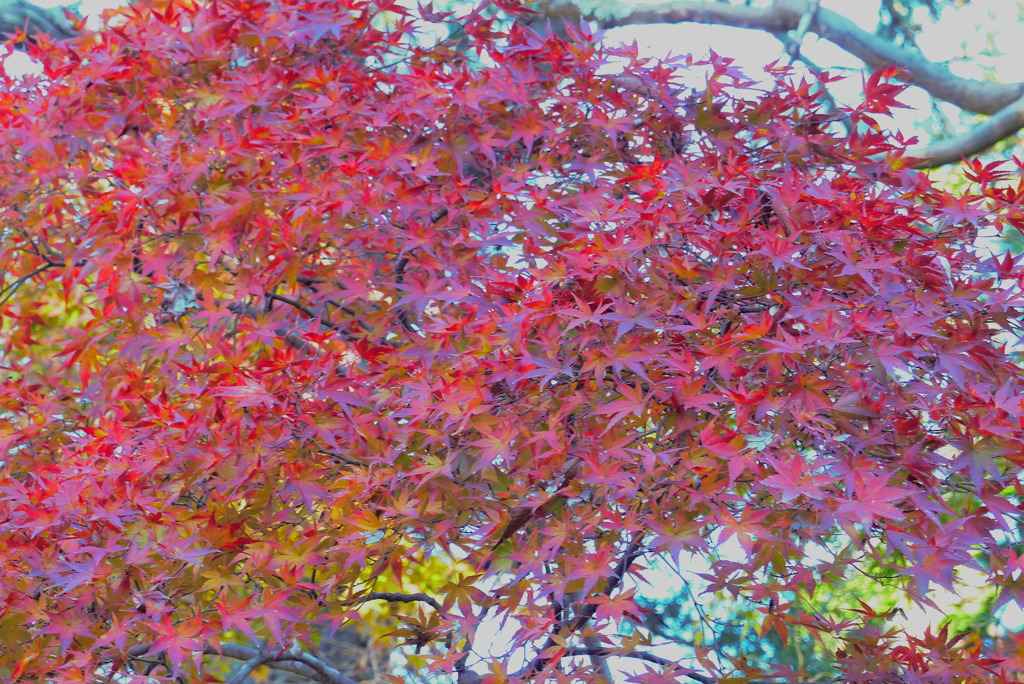 山裾の紅葉