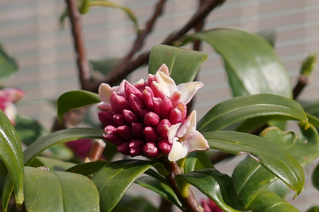 沈丁花