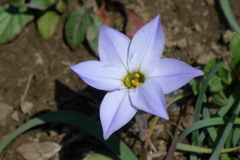 ハナニラ