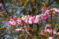 華ぎの色