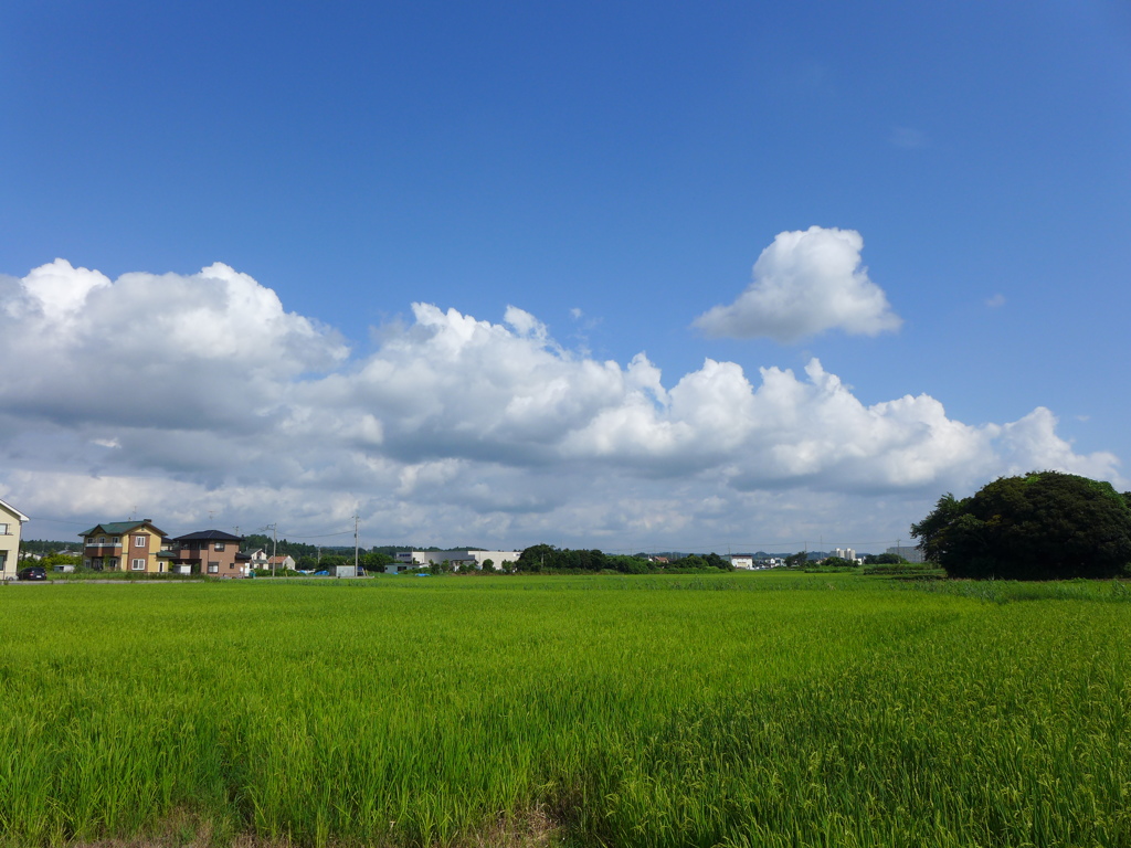 朝から夏雲