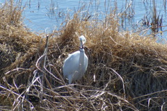 ドジョウをゲット