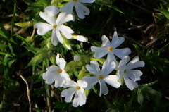 芝桜