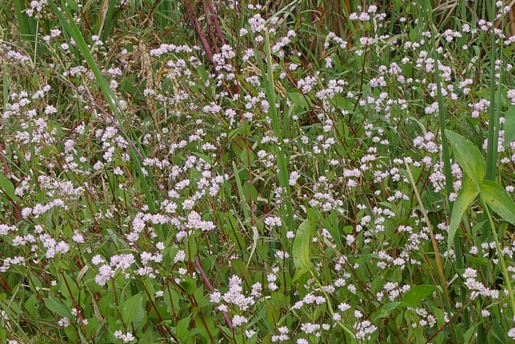 気になったこの花
