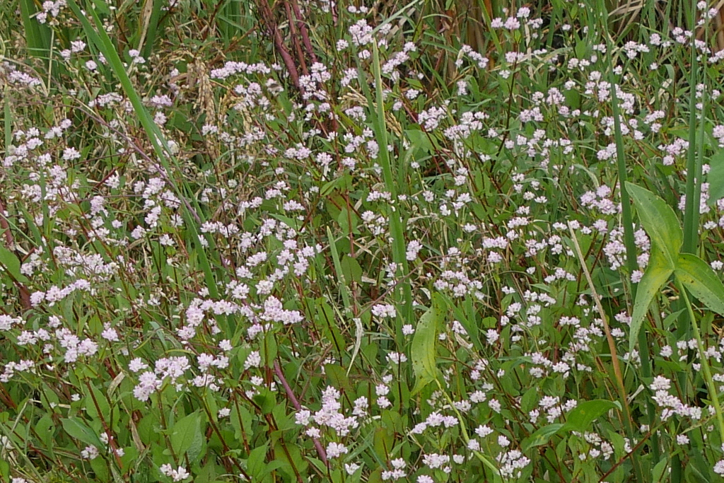 気になったこの花