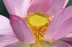 黄金色の花托