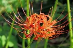 曼珠沙華