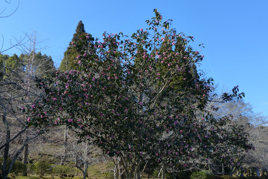 大きな椿の木