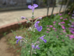 キャットミントの花