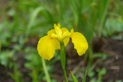 黄菖蒲