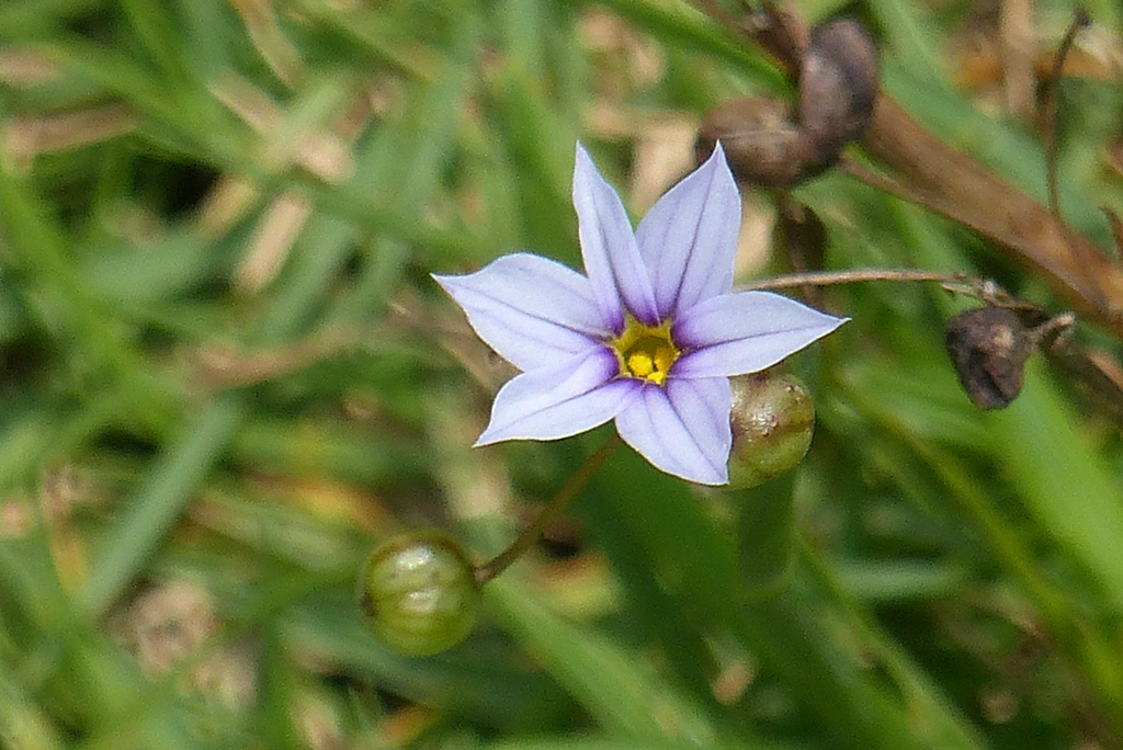 ニワゼキショウ