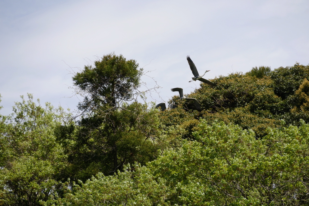 樹上のアオサギ　2