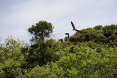 樹上のアオサギ　2