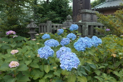 表忠碑と紫陽花