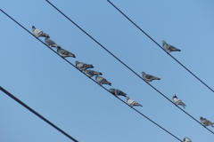 レース鳩